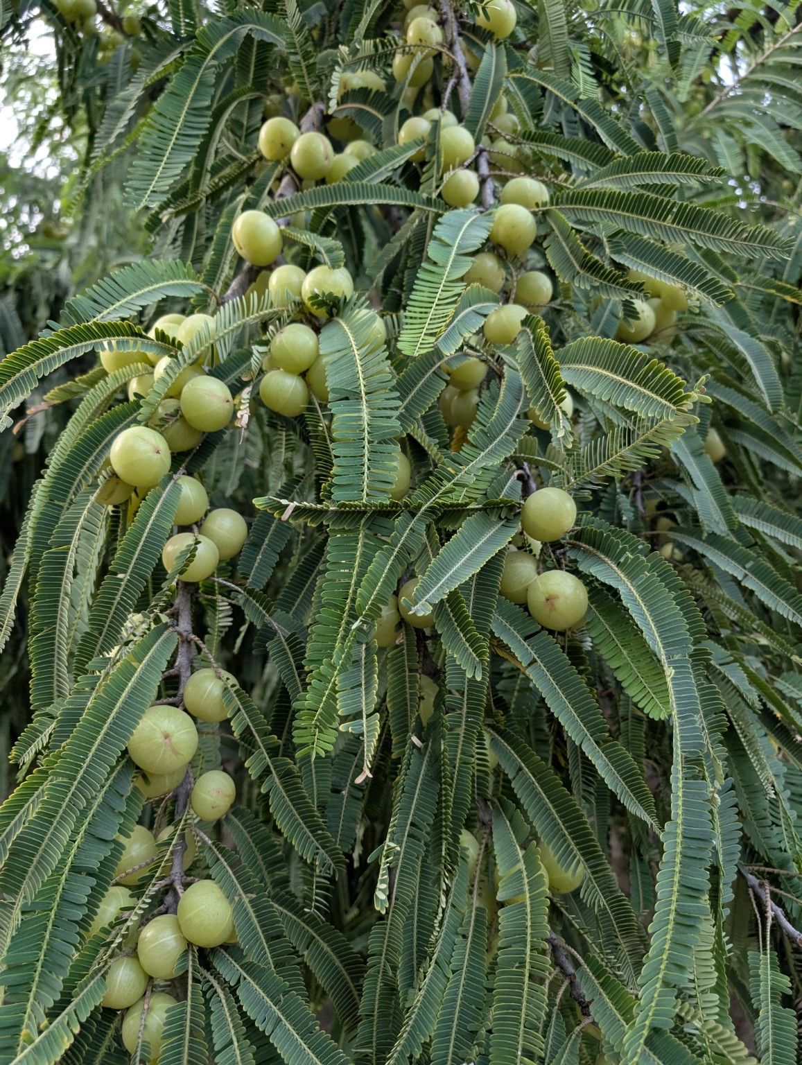 A branch heavy with green amla fruit